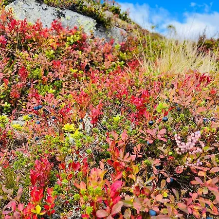 公寓 Flott Pa Haugen I Sirdal Tjorhom