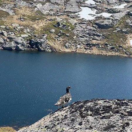 Flott Pa Haugen I Sirdal Tjorhom