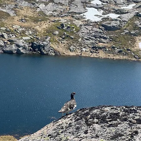 Flott Pa Haugen I Sirdal Tjorhom